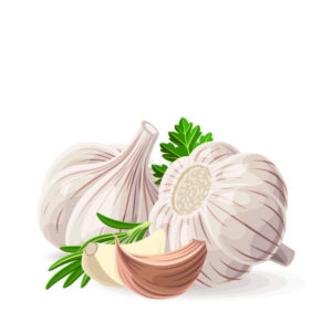 Knoblauch