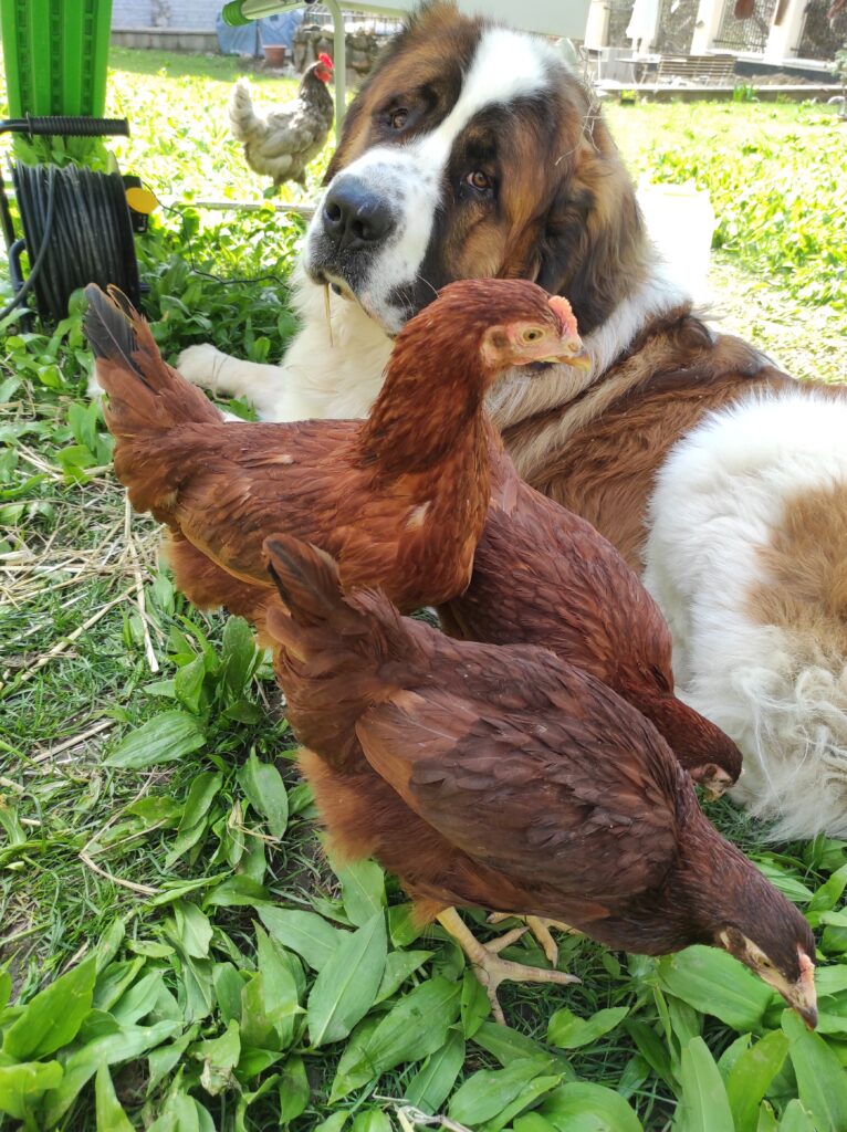 Hund Baris mit seinen neuen Hühnern Henni, Hanni und Nanni