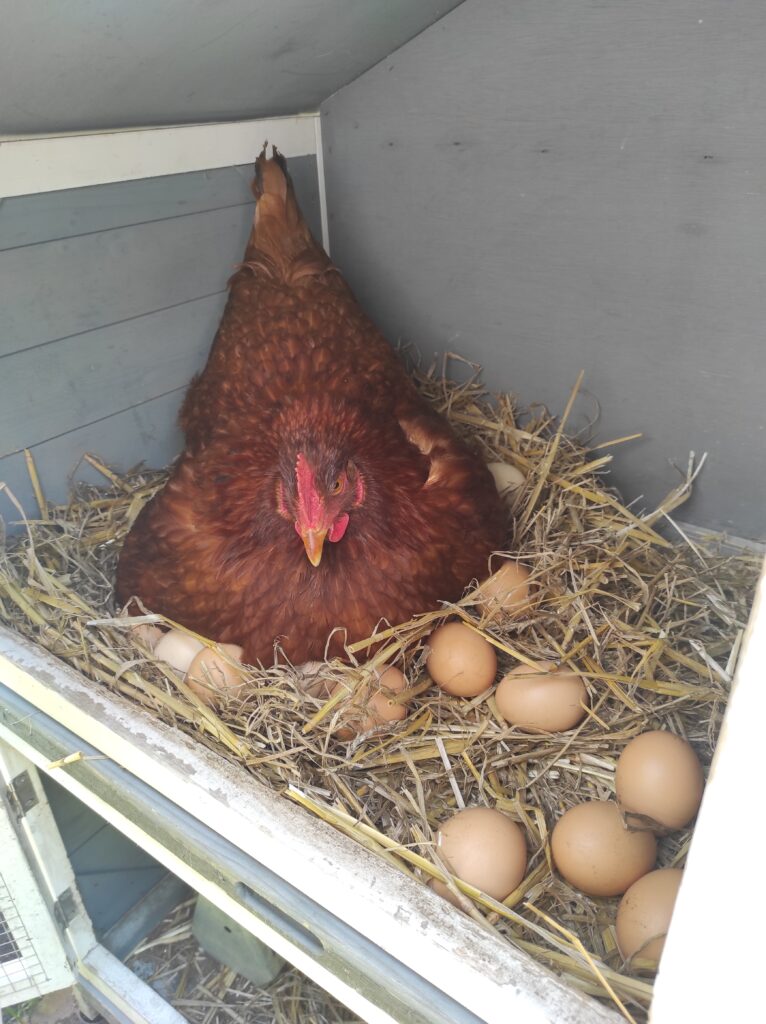 Huhn mit Eiern