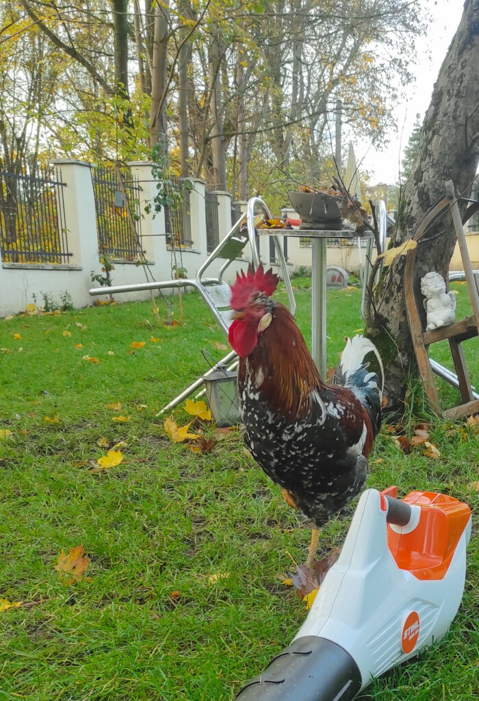 Hahn Maxl bei der Gartenarbeit mit dem Laubbläser