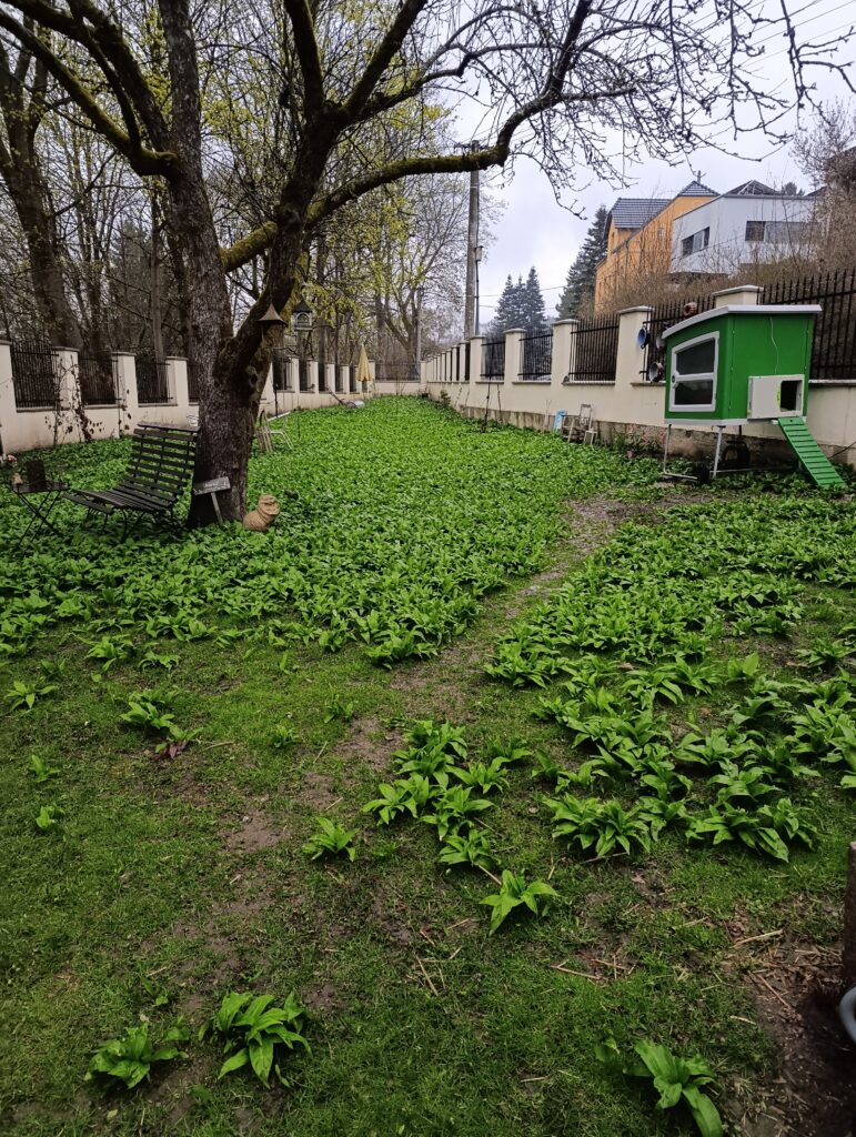 Bärlauch-Garten