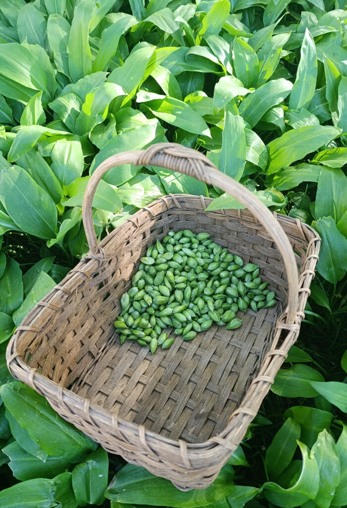 Ernte Bärlauch-Kapern